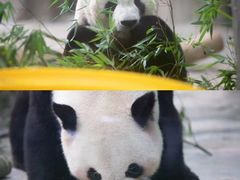 -灵玲国际马戏城
