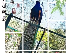 -南海子公园