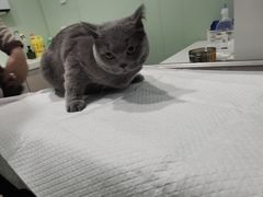-申普宠物医院·眼科·心内科·影像科(普陀分院)