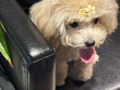 -百好乐宠物友好餐厅(朝外大街店)