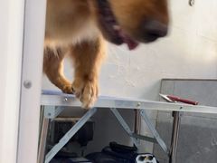 -宠福鑫康馨动物医院·骨科·眼科