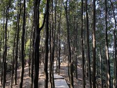 -阳台山森林公园