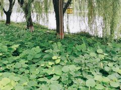 -西安汉城湖景区