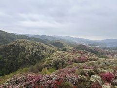 -贵州百里杜鹃风景名胜区