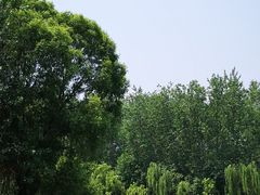 -微山湖红荷湿地景区
