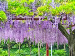 -嘉定紫藤园