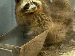 -青藏高原野生动物园