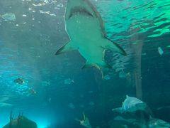 -瑞普利水族馆