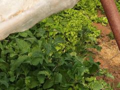 -意大利农场度假村