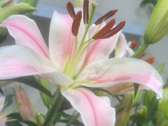 -MCJ-花店(西罗园店)