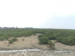 -北海金海湾红树林生态旅游区