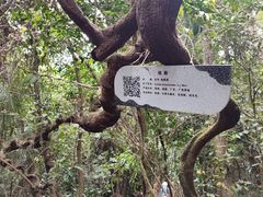-海南霸王岭国家森林公园