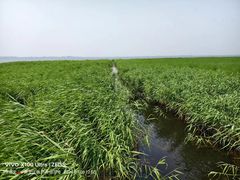 -黑龙江扎龙生态旅游区
