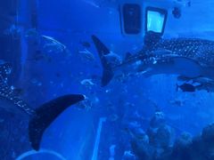 -成都浩海立方海洋公园