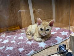 -老吴的猫·猫舍(新区店)