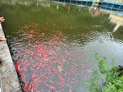 -大芦花风景区