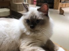 -藏猫猫咖啡主题馆(中央大道店)