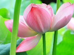 -陈家山荷花公园