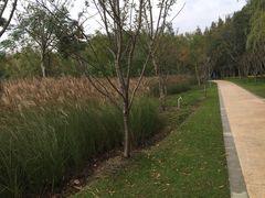 -昆山城市生态森林公园