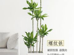 -李村大集