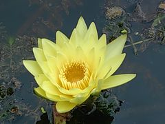 -云溪植物园