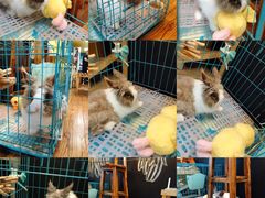 -志龙皇冠吃货椰子铺