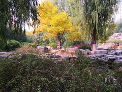 -莲花池公园
