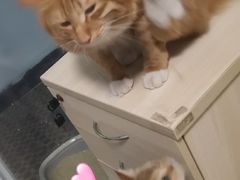 -袖虎·猫馆(体育西路店)