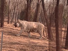 -秦皇岛野生动物园