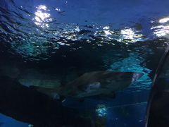 -暹罗海洋世界