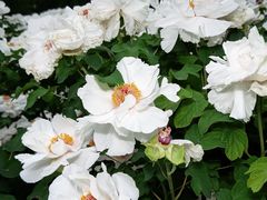 -洛阳市隋唐城遗址植物园