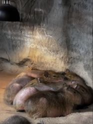 -Zoolung Zoolung动物主题公园(海信广场店)