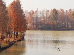 -上海海湾国家森林公园