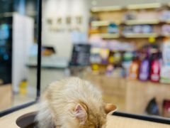 -袖虎猫馆(十亩地店)