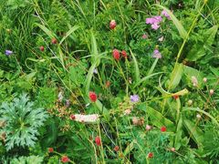 -白草畔自然风景区