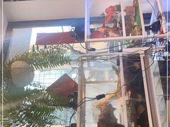 -酷以爬仙阁实体爬宠店·守宫·蜥蜴·专业繁育