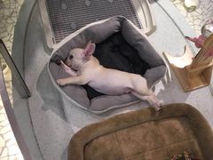 -momokira米努特·德文卷毛猫·棉花面纱犬