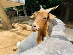 -青岛森林野生动物世界