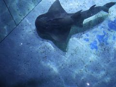 -暹罗海洋世界