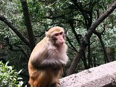 -黔灵山公园