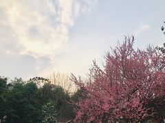 -大渡口区义渡公园