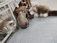 -共舞时光猫咖·狗咖(新街口店)