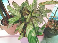 -柴务处·柴犬主题狗咖