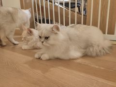 -猫腻·猫咖·撸猫馆(星光大道店)