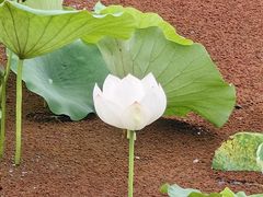 -荷塘月色湿地公园·向阳花洲