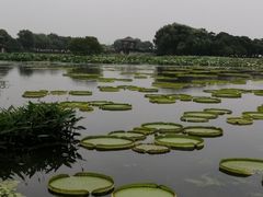 -荷塘月色湿地公园·向阳花洲