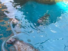 -华夏文旅海洋公园