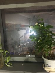 点击看大图 -AC TATTOO 纹身