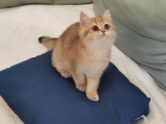 -东方名猫馆·英短金渐层布偶猫舍(环线广场1号楼店)