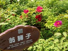-洛阳市牡丹公园